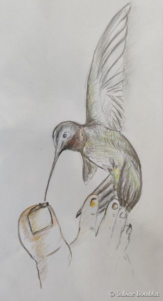 Kolibri - Zeichnung - DIN A4