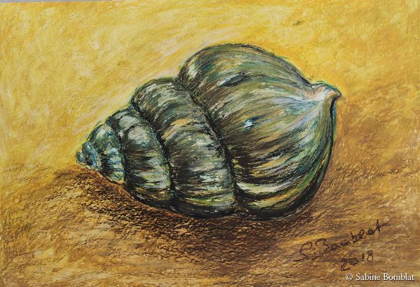 Muschel - Ölpastell - 42 x 70 cm